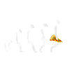 Pizza Evolution