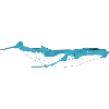 whale