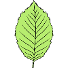 foresta di disegno di clip art di forma dell'albero pianta foglia di faggio