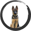 German shepherd