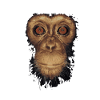 singe animal