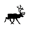 reindeer