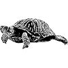 tortue