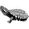 tortue