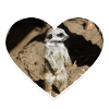Suricate mignon