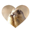 rongeurs rongeurs coeur mignon