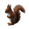 Squirrel of course