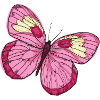 Papillon papillon