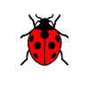ladybug