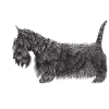 Scottish Terrier UB