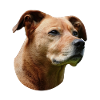 Staffordshire Bull Terrier