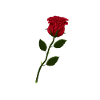 Rose Natural