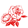 Rose Butterfly Rose Butterfly
