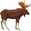 Moose