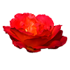 Rote Rose Blume Blüte Geschenk