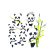panda