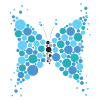 butterfly butterfly