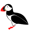 puffin