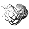 Octopus Sea Animal Japan