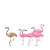 flamingo