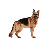 German shepherd dog