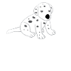 Dalmatien - Dalmatinac - Adolescent