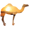 Camel in the desert
