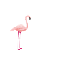 Flamingo Flamingo
