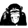 chimpanzee