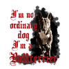 Running Bull Terrier