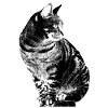 Chats ternes chattes