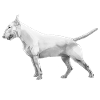 Bullterrier
