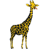 giraffe