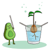 Avocado-Geburt