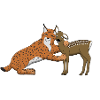 luchs_und_rehkitz