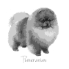 Zwerspitz dog pomeranian