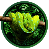 Grüner Baum-Pythonschlange-Reptil-Bewahrer-Chondro-Fan