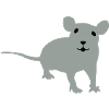 Rat