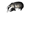 Badger