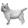 Cairn Terrier