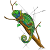 Chamaeleon drawing