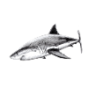 Great white shark