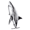 Great white shark