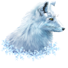 Polarfuchs