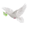 dove peace polygon