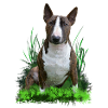 Bullterrier