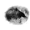 Crow