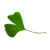 ginkgo