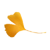 ginkgo
