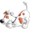 Jack Russell Terrier - Hund